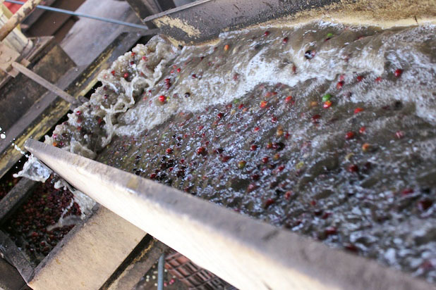 Separating the Overripe Cherries