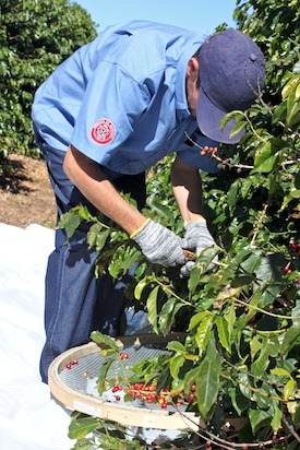 Hand-Picking the Coffee