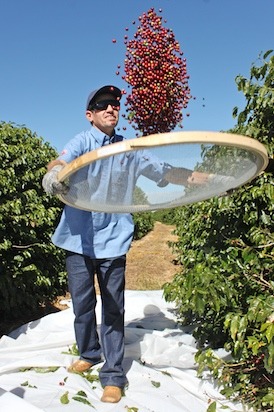 Separating the Fruit from the Debris
