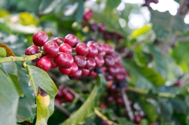 The Art of Farming Coffee