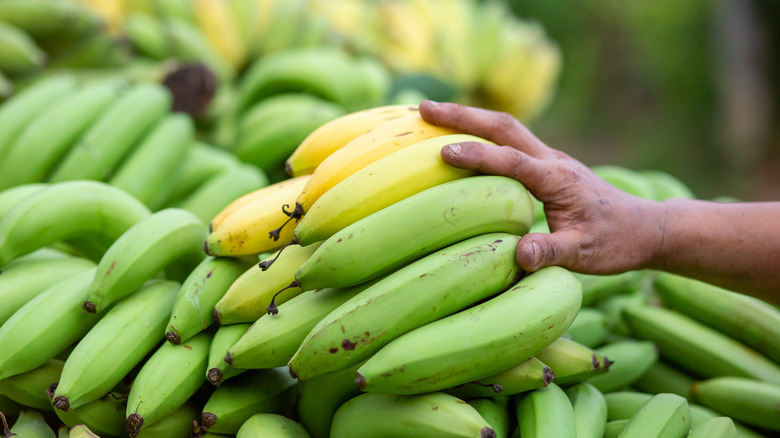Person grabbing banana bunch