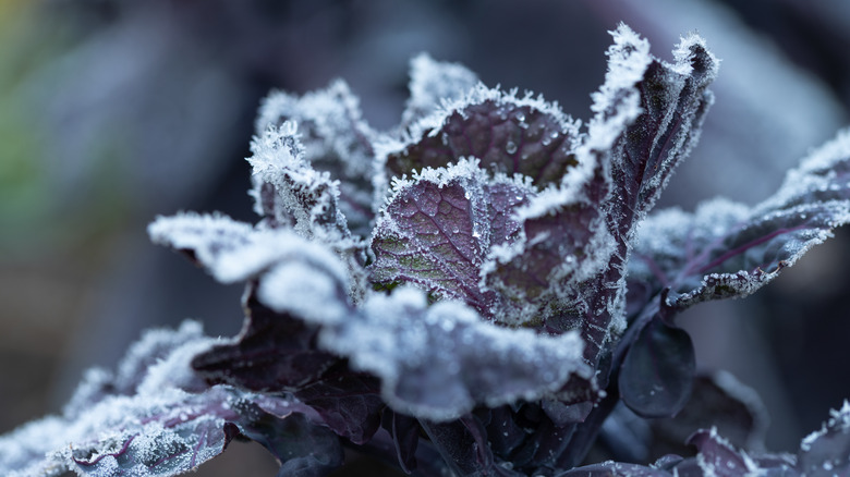A close up of cabbage growing in winter, covered in ice crystals