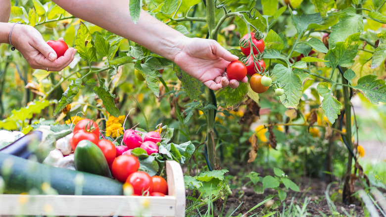 Tomatoes being harvested from a plant by a woman's hands