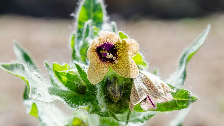 black henbane flower
