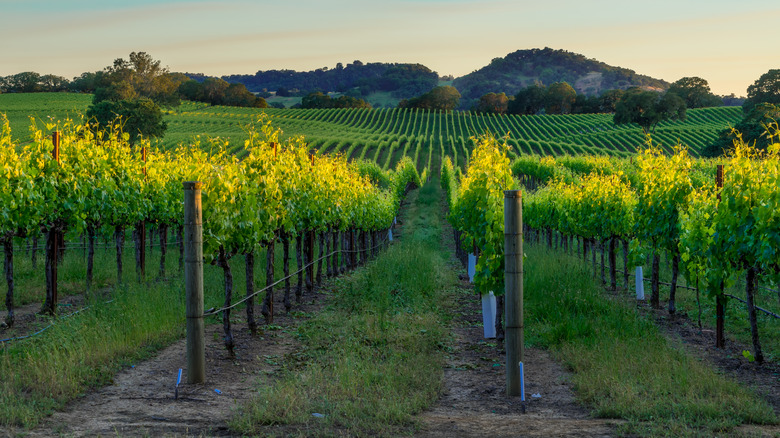 sunset in california vineyard