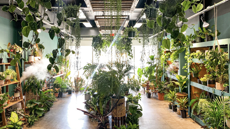Plantoem nursery
