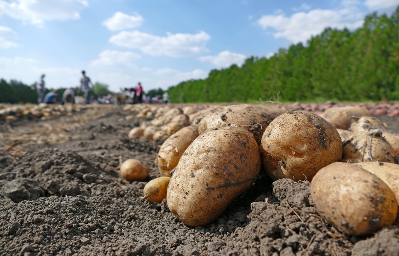 Idaho: Idaho Spud Day (Shelley)