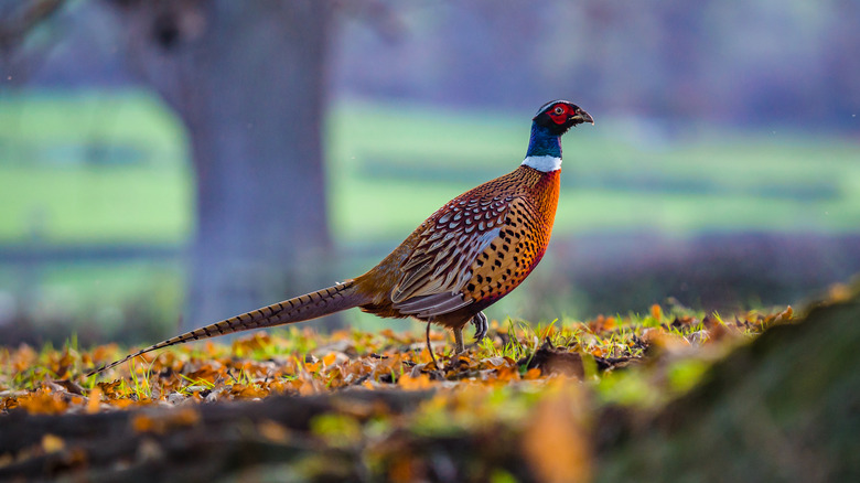 ring-necked on grass field