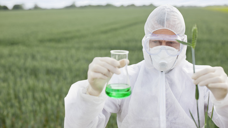 scientist in a field holding a beaker filled with liquid and a piece of grain