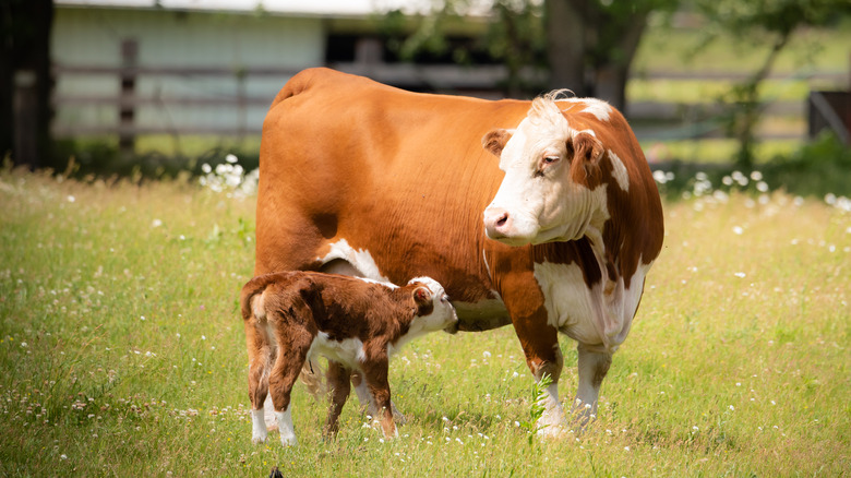 Cow and calf grazing