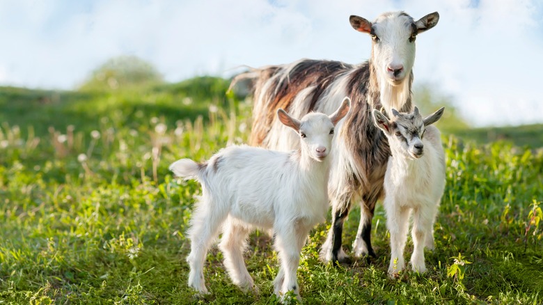 Three goats in a meadow