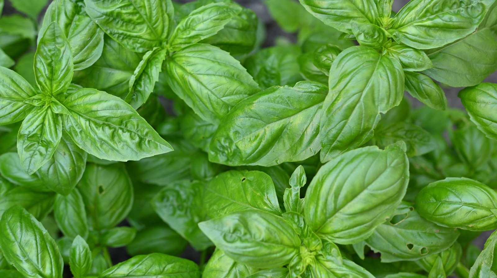 The Best Way To Freeze Basil So It Doesn't Lose Any Flavor