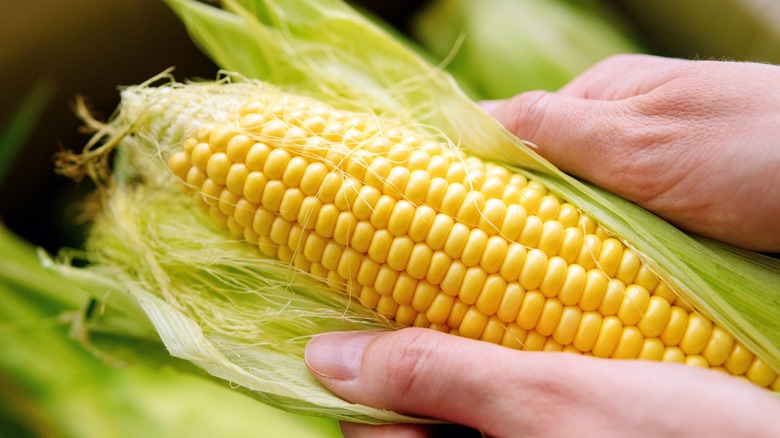 Corn cob in hands