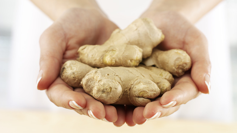 hands holding fresh ginger root