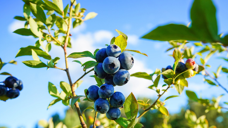 Blueberries ripening on a bush in a blueberry orchard