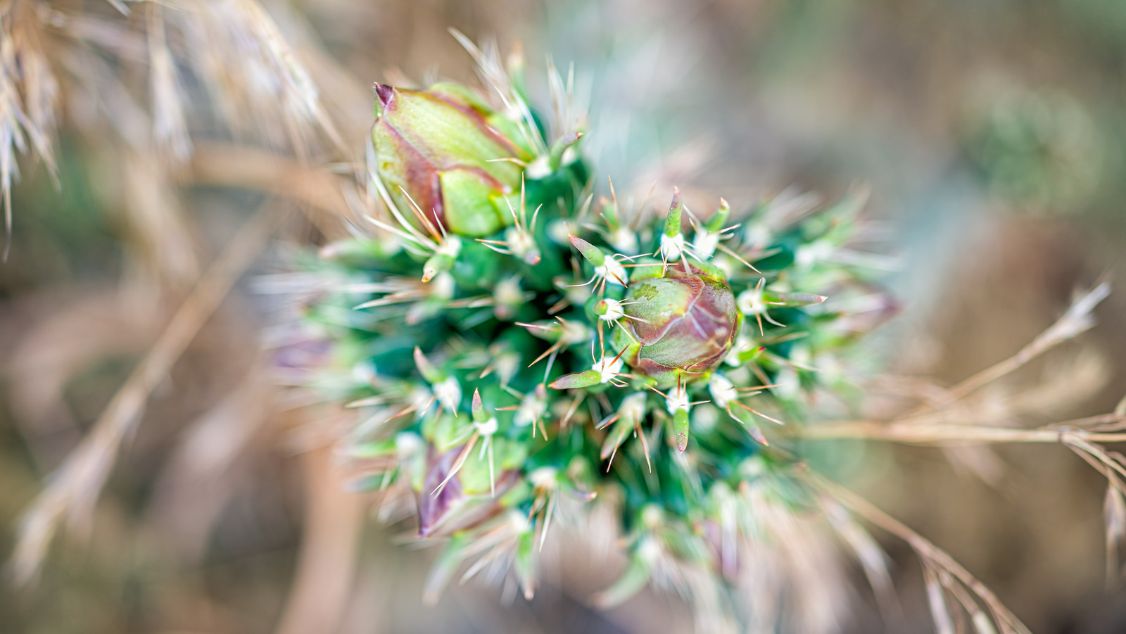 The Cactus Fruit That Tastes Just Like Asparagus