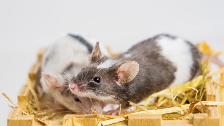 pair of mice in straw