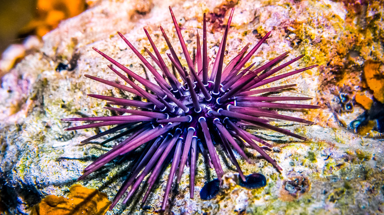 Purple sea urchin on rock 