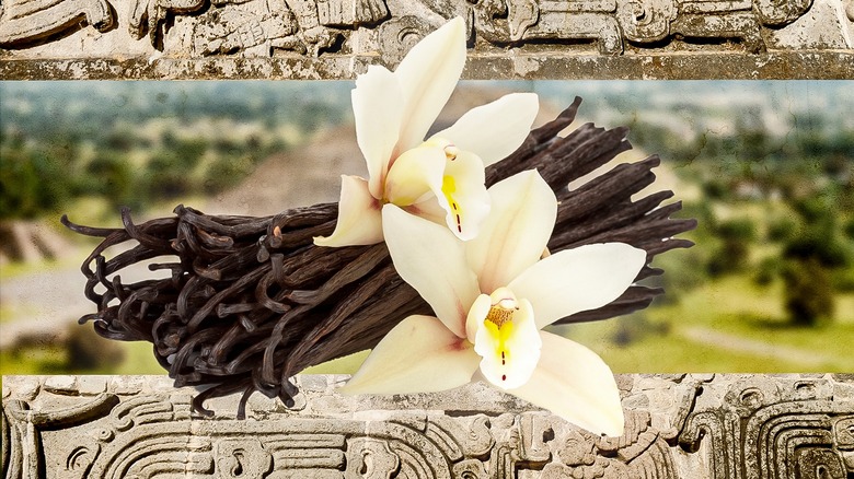 Vanilla planifolia flowers pods