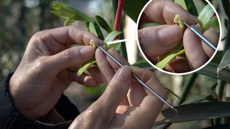 Pollinating vanilla by hand