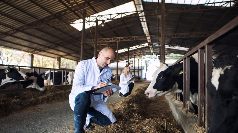 Vet at a dairy farm