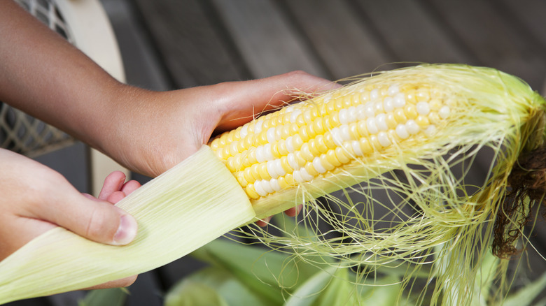 husking a fresh ear of corn
