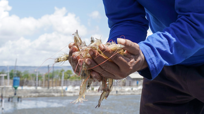 Hands holding shrimp