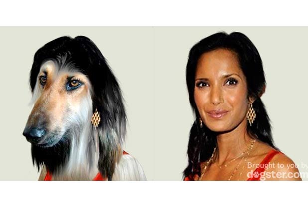 Padma Lakshmi, Author and Host of Bravo's Top Chef: Afghan Hound