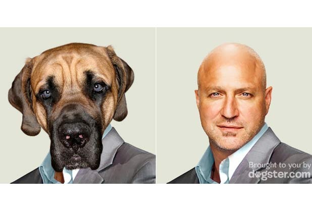 Tom Colicchio, Restaurateur and Host of Bravo's Top Chef: English Mastiff