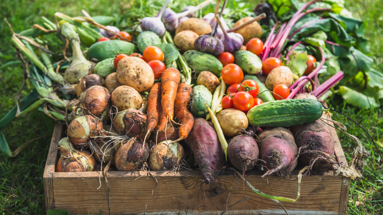 Freshy harvested vegetables in a storage box.