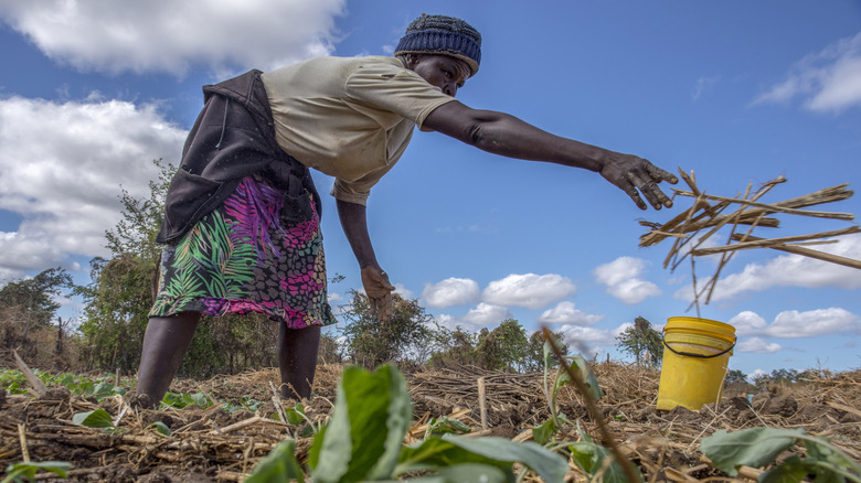 farmer using corn husks to fertilize the ground