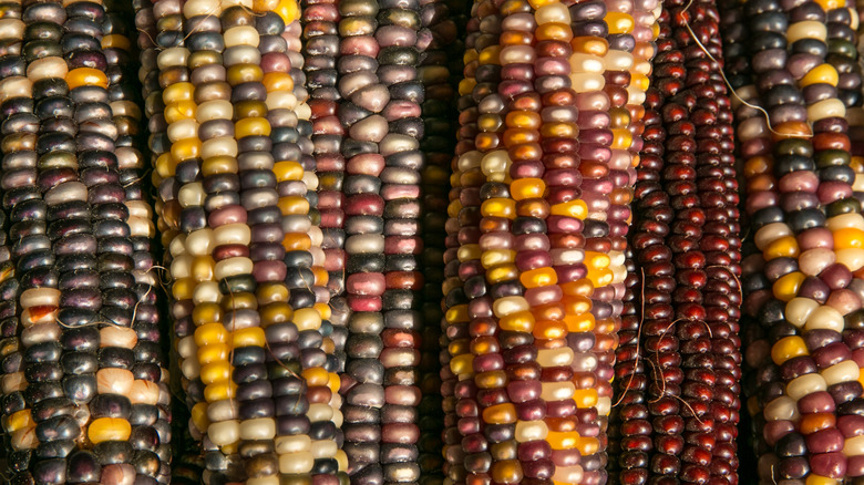 multicolored corn