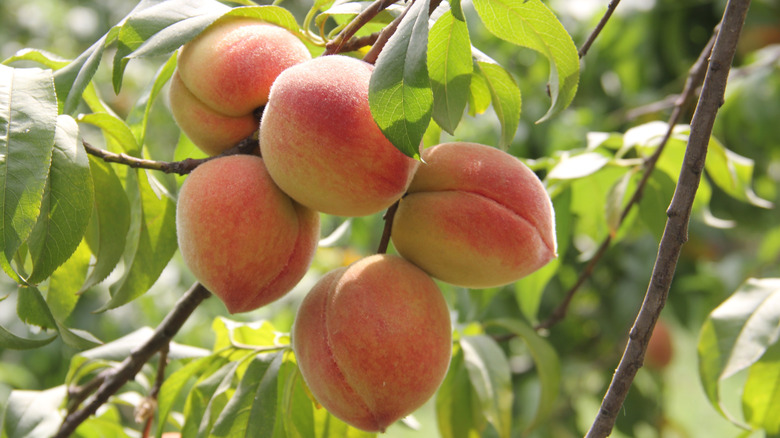 Peaches growing on peach tree