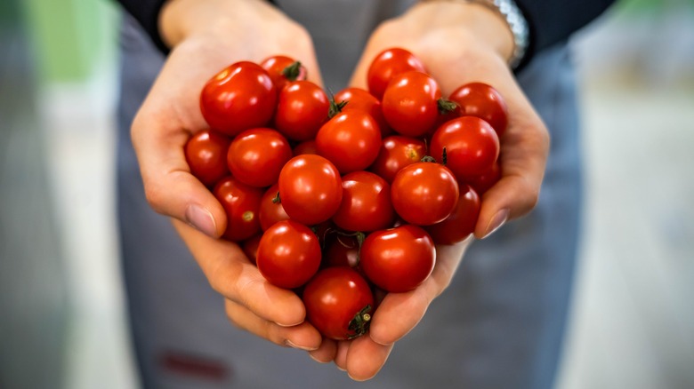 Cherry tomatoes in hands