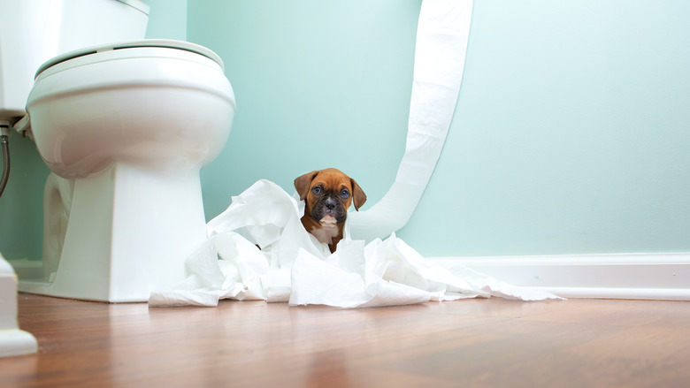 Dog in toilet paper