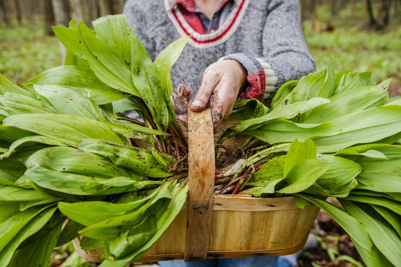 The History of Ramps — and Why They're Scarce