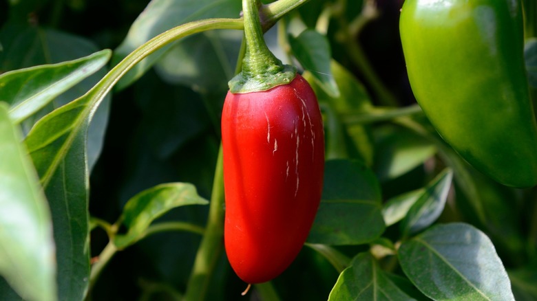 red jalapeño pepper growing next to green pepper