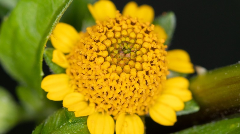 Closeup of a buzz button flower
