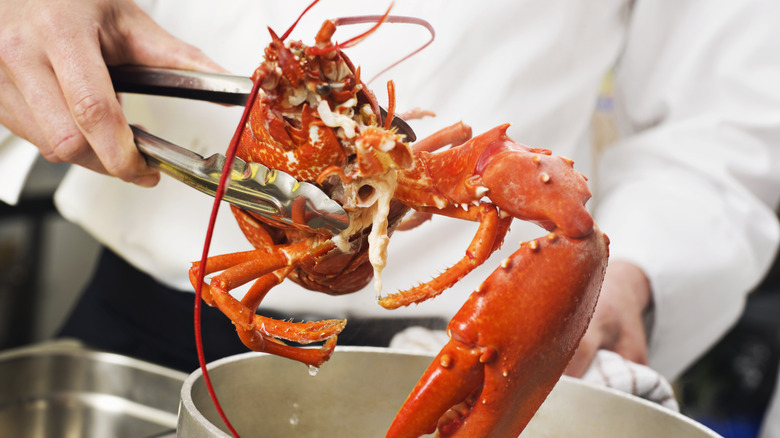 Chef pulling cooked lobster from pot