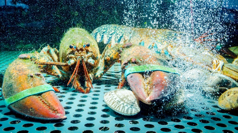 Close-up of live lobsters in a tank