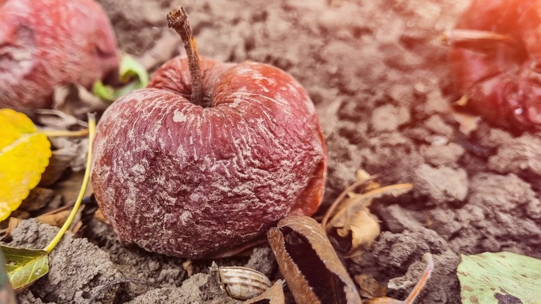 moldy apple on ground