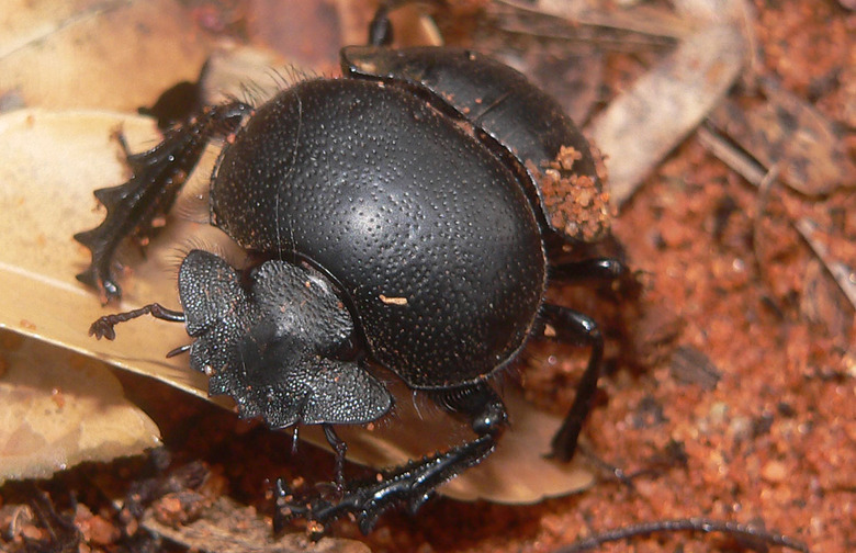 Dung Beetle