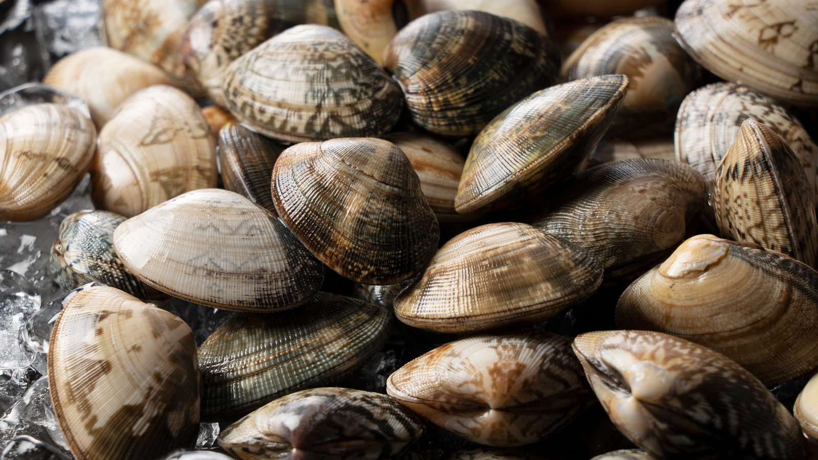 The Most Important Visual Check When Shopping For Clams