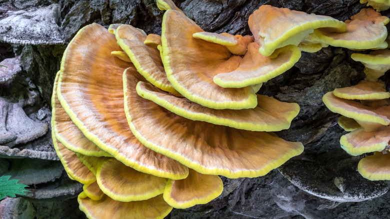 Chicken of the Woods growing on a trunk
