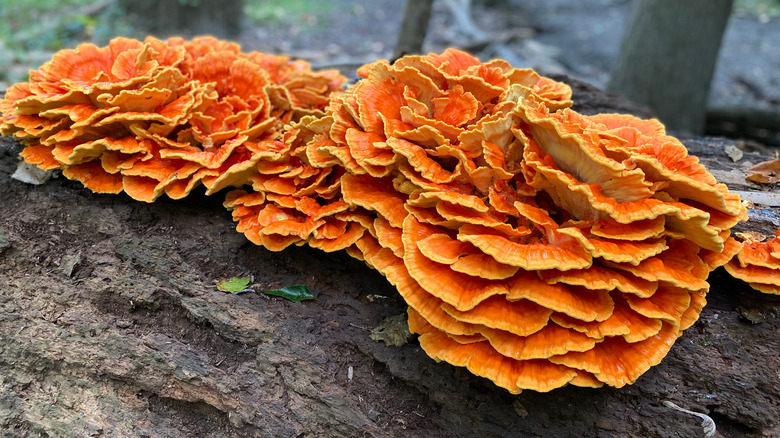 Chicken of the Woods growing on a log