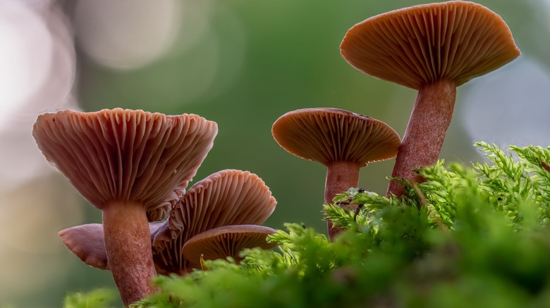 candy caps growing on tree