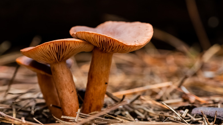 candy caps growing from ground