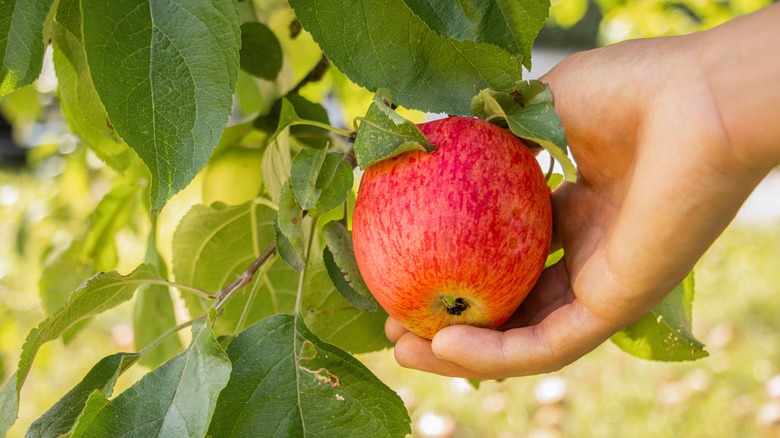 Hand picking apple from a tree
