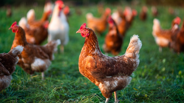 mostly brown chickens grazing field