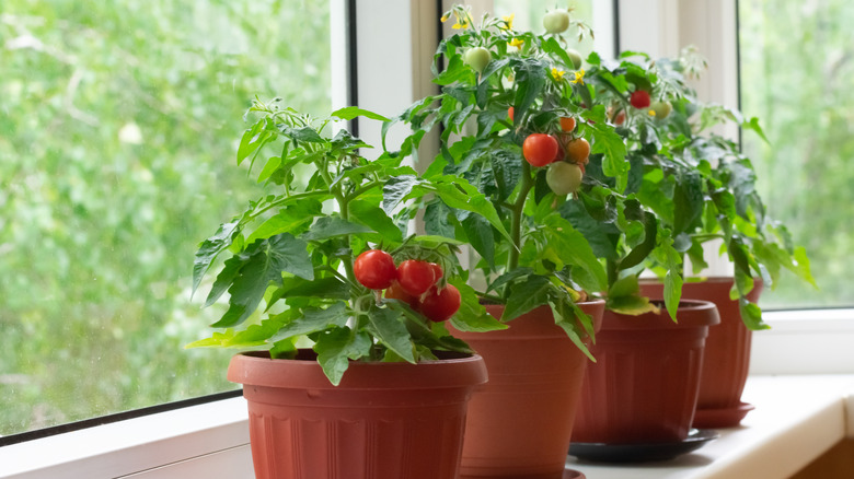 tomato plants growing by window